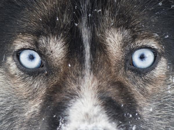 Spitsbergen mushing expedition