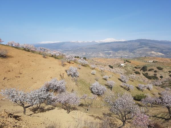 Spain walking holiday, Walking in blossom