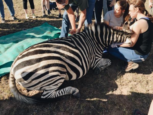 Veterinary internship in South Africa