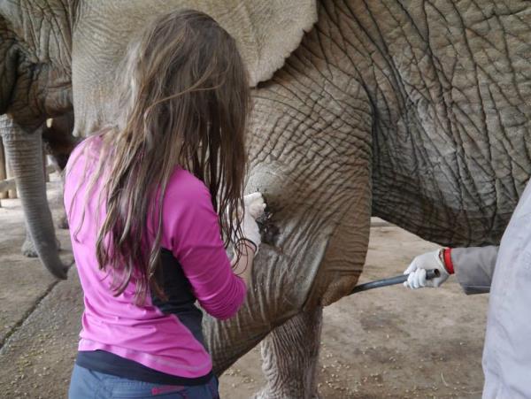 Veterinary internship in South Africa