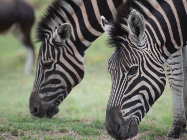 Veterinary internship in South Africa