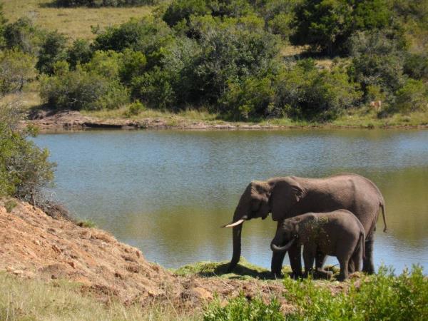 Veterinary internship in South Africa