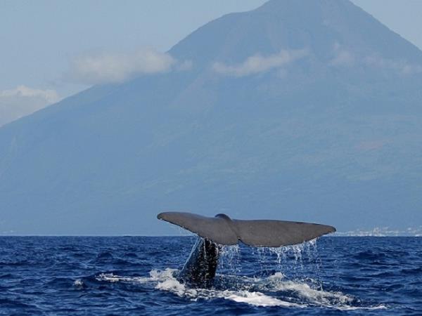 Blue whale watching in the Azores, Pico Island | Responsible Travel