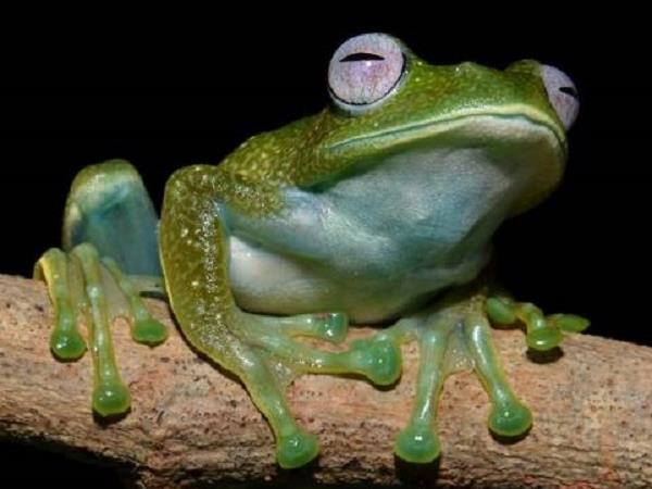 Madagascar Luxury tour, 12 days