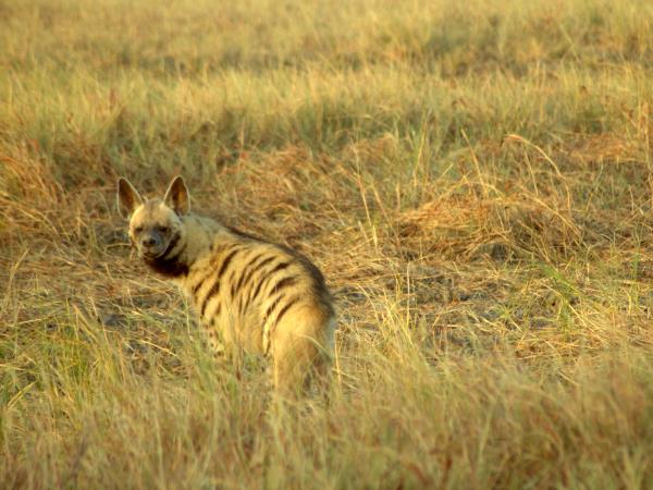 Gujarat wildlife holiday, India