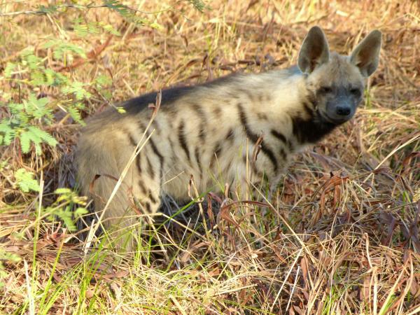 Gujarat wildlife holiday, India
