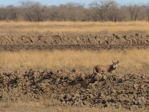 Gujarat wildlife holiday, India