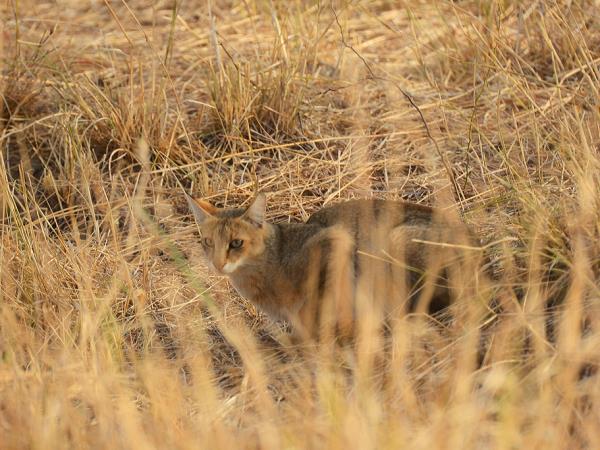 Gujarat wildlife holiday, India