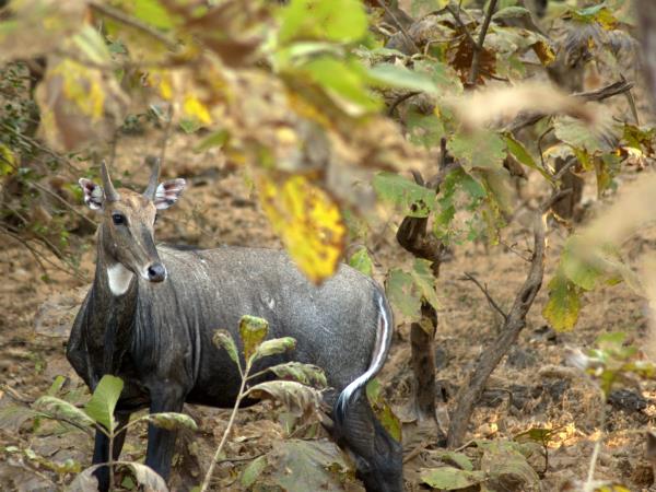 Gujarat wildlife holiday, India