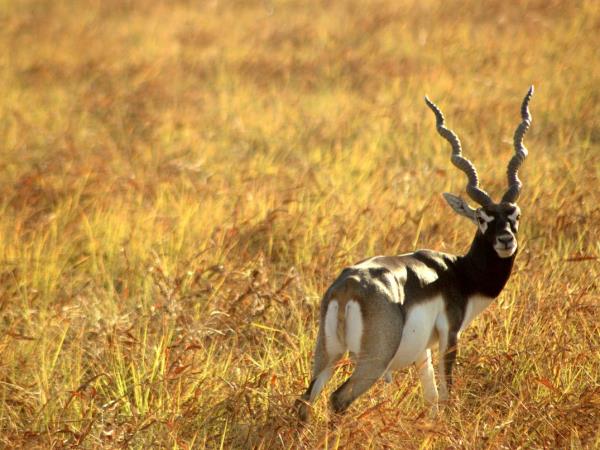 Gujarat wildlife holiday, India