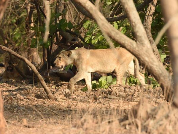 Gujarat wildlife holiday, India