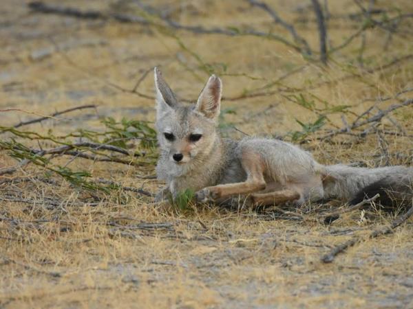 Gujarat wildlife holiday, India