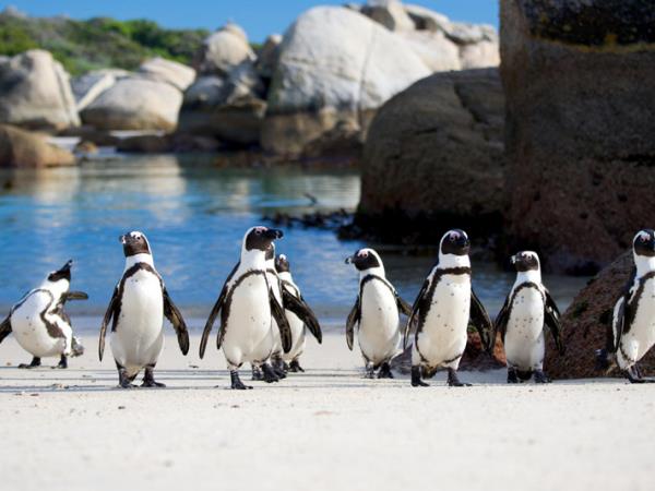 Wildlife safari and whale watching in South Africa