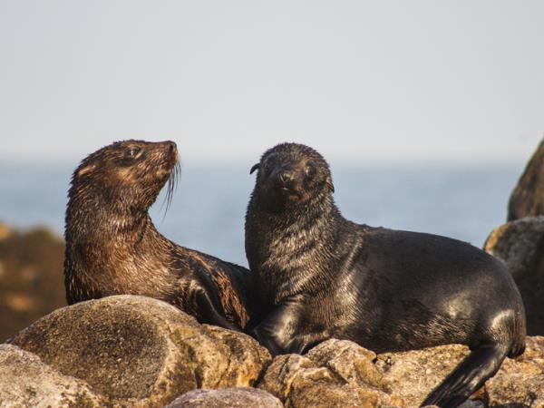 Wildlife safari and whale watching in South Africa