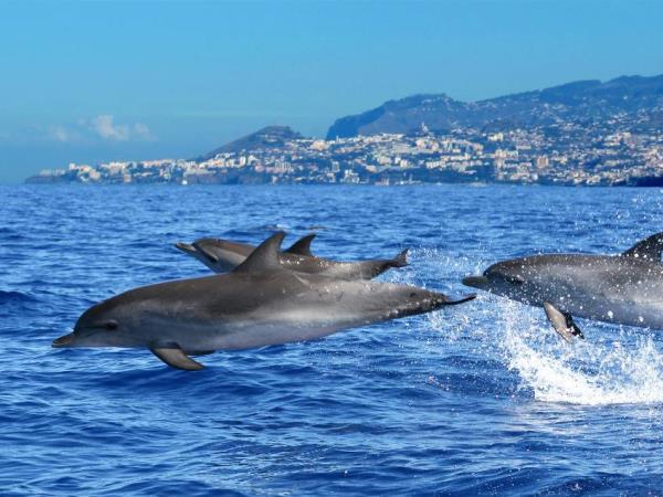 Madeira tailor made holiday, wildlife & nature