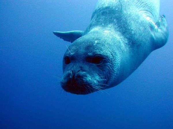 Madeira tailor made holiday, wildlife & nature
