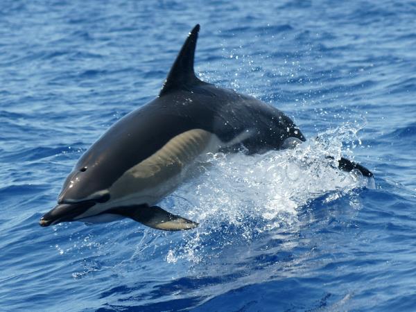 Madeira tailor made holiday, wildlife & nature