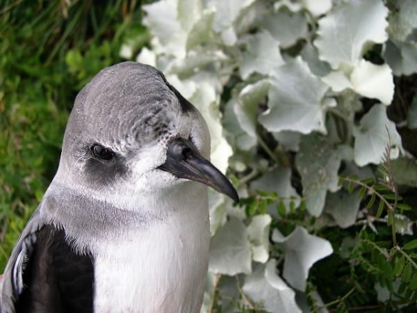 Madeira tailor made holiday, wildlife & nature