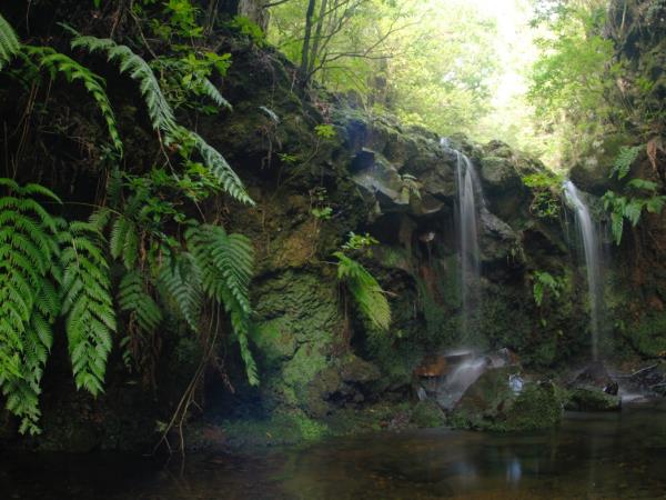 Madeira tailor made holiday, wildlife & nature