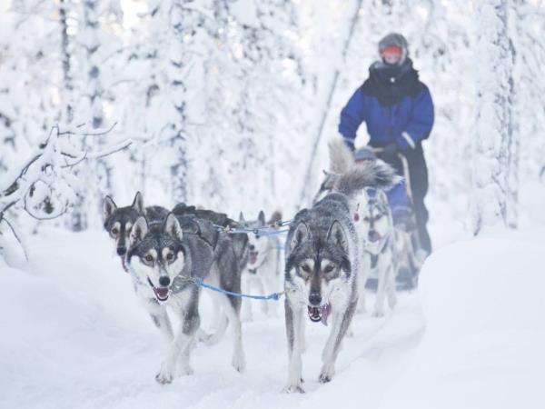 Luxury wilderness Northern Lights holiday, Finland