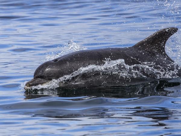 Scotland short break cruise, private charter