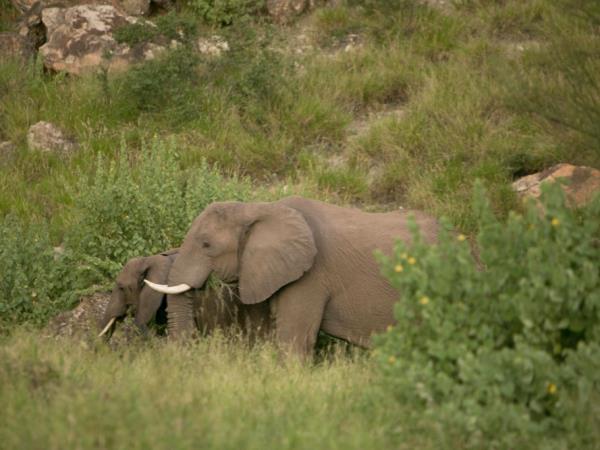 South Africa self drive safari in Limpopo province