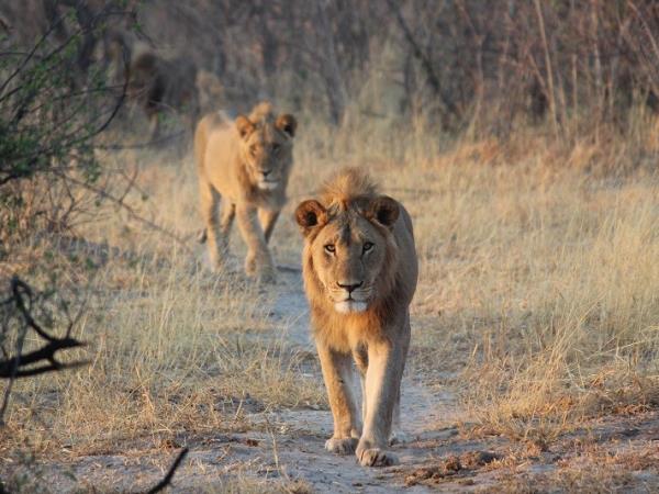Botswana safari and Mozambique beach break