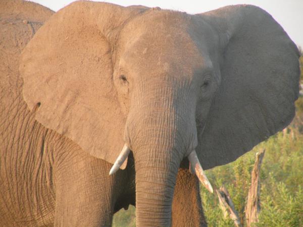 Botswana safari and Mozambique beach break