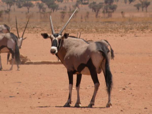 Namibia fly in safari