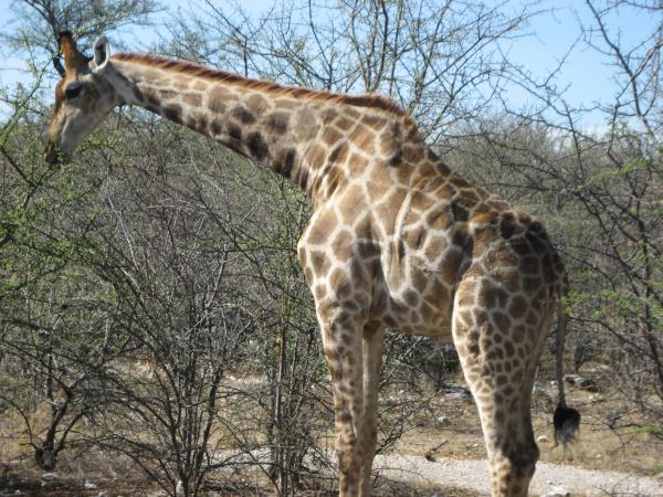 Namibia fly in safari