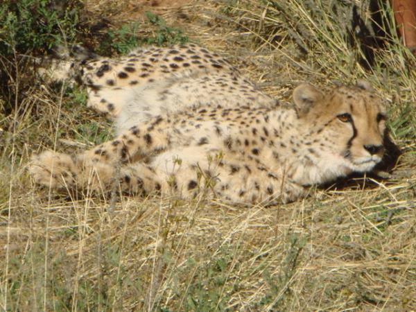 Namibia fly in safari