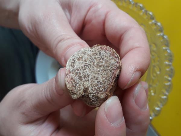 Tuscany holiday, cooking, walking, truffle-hunting tour