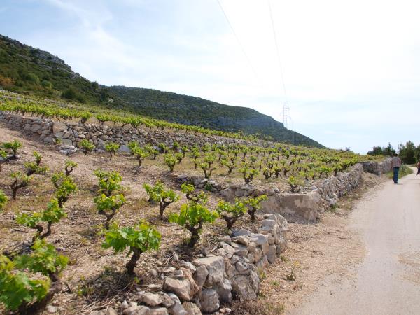Walking and wine tasting holiday in Dubrovnik, Croatia