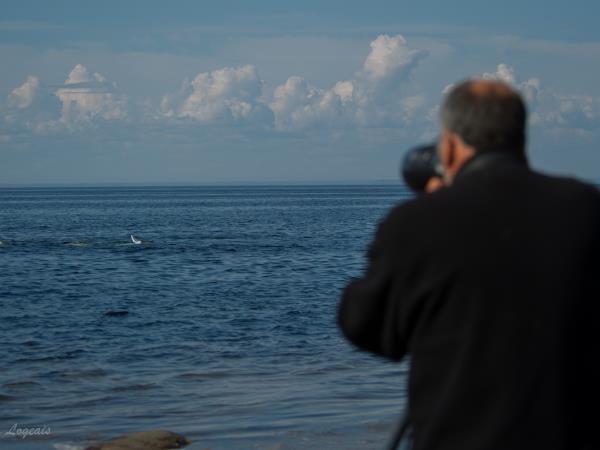 Finland wildlife holiday, whales and bears
