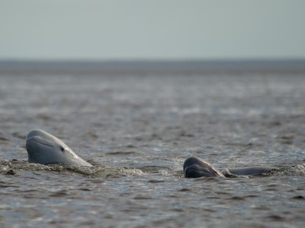 Finland wildlife holiday, whales and bears