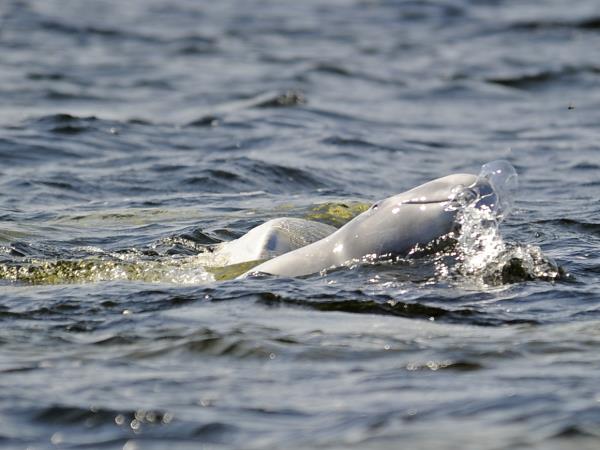 Finland wildlife holiday, whales and bears