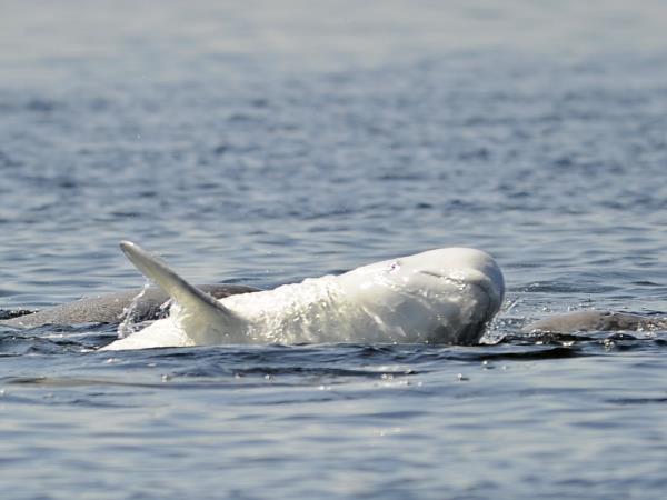 Finland wildlife holiday, whales and bears