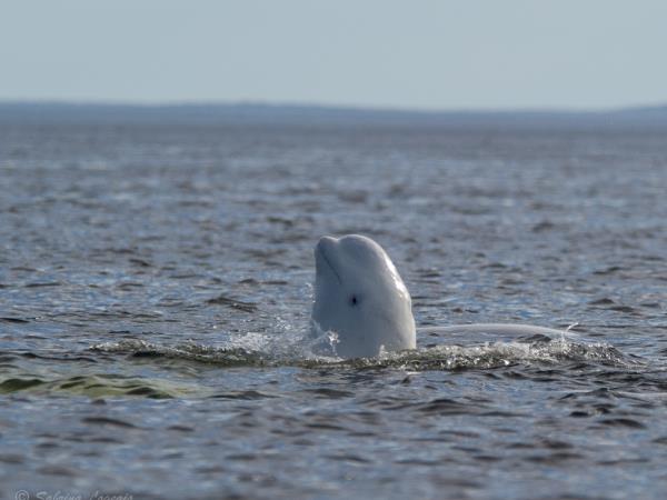 Finland wildlife holiday, whales and bears