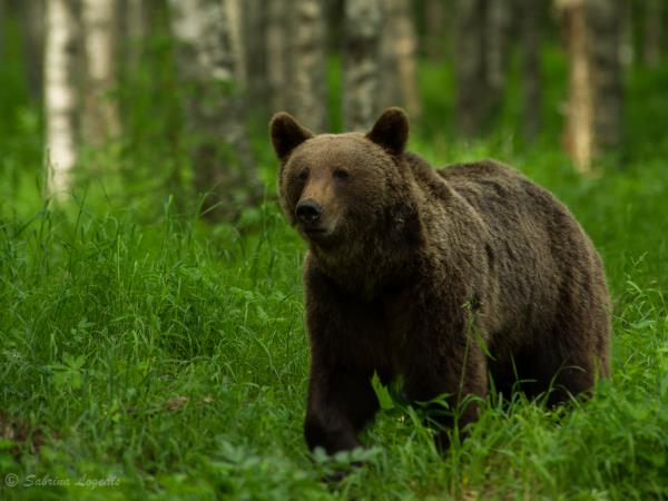 Finland wildlife holiday, whales and bears
