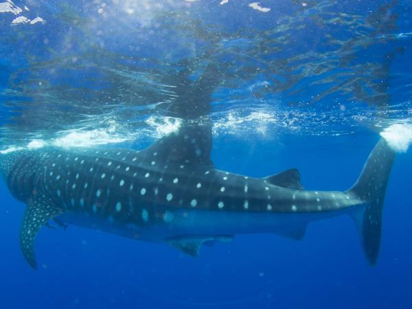 Whale shark safari in St Helena