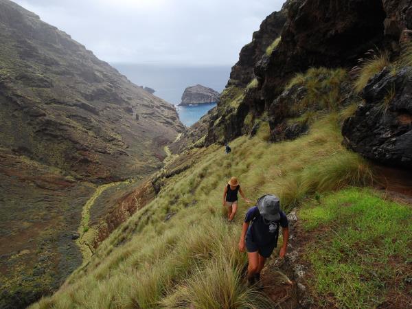 Whale shark safari in St Helena