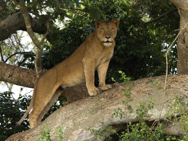 Gorilla trekking in Uganda and Rwanda