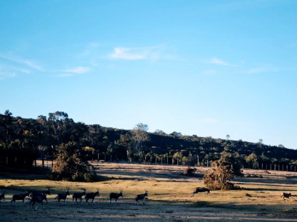 South Africa wildlife volunteering holiday