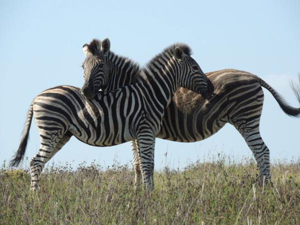 South Africa wildlife volunteering holiday