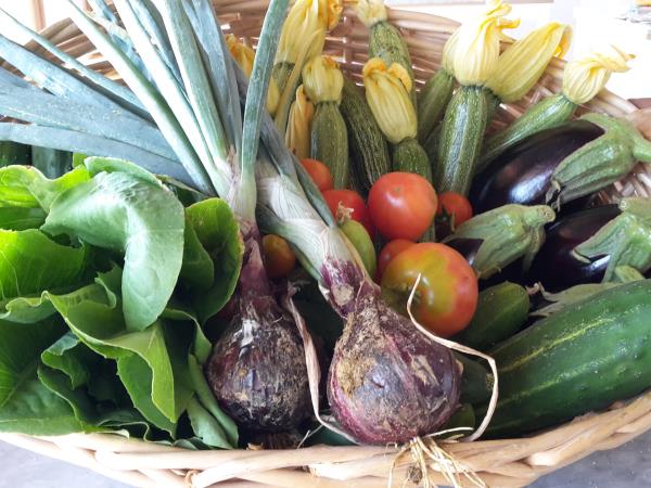 Tuscany organic farmstay near Florence, Italy