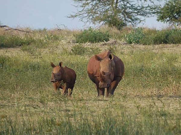 Zululand safari holiday, South Africa