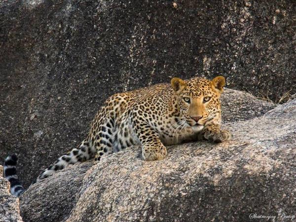 India tour, palaces and leopards