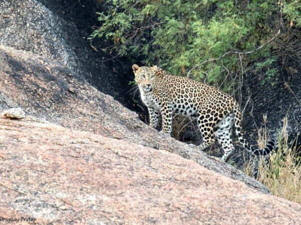India tour, palaces and leopards