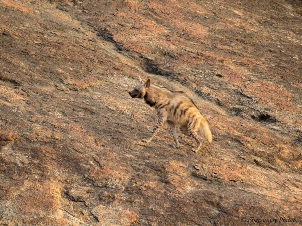 India tour, palaces and leopards