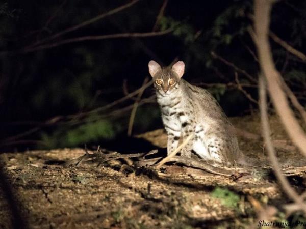India tour, palaces and leopards